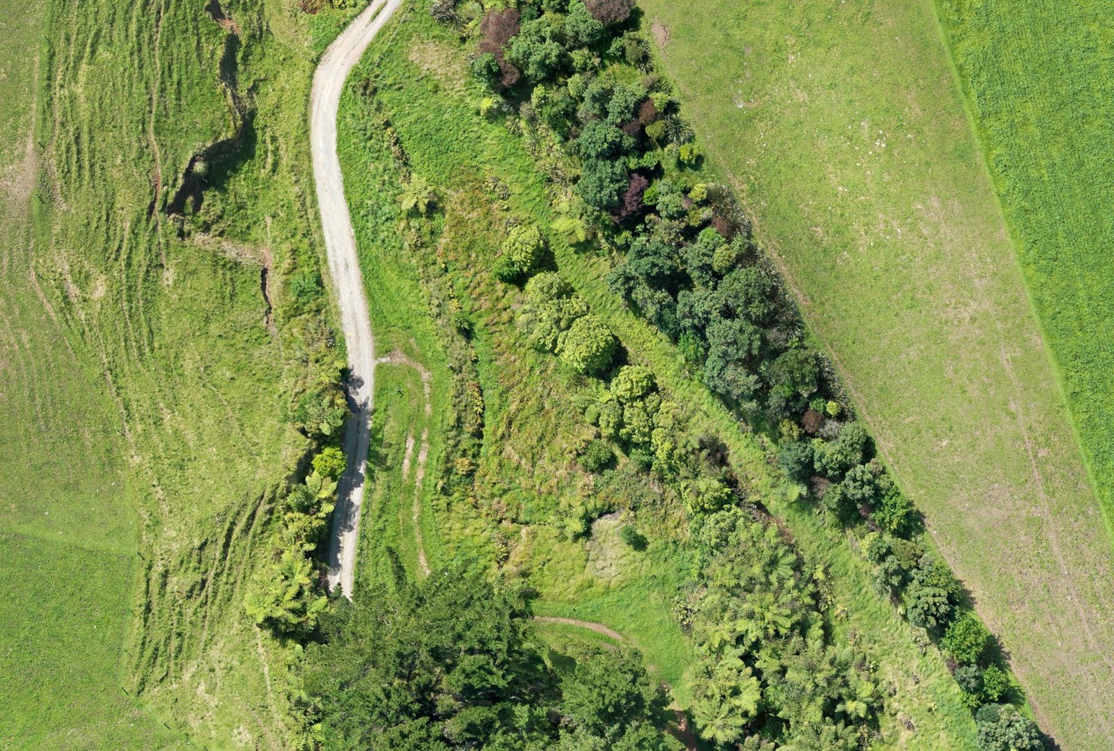 High-resolution orthomosaic detail from GeoMap NZ