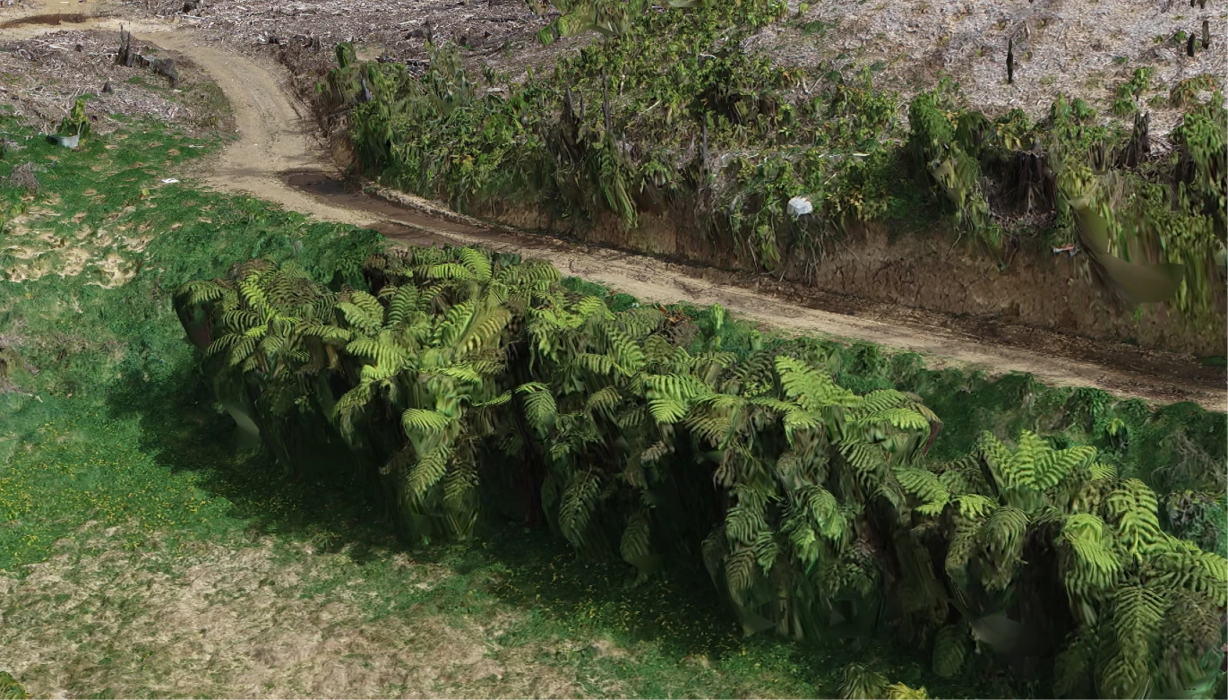 Mamaku tree ferns in the Joe Gibbs Reserve drone 3D model, seen from above beside a track and a cut bank, with blurred patches under the fronds