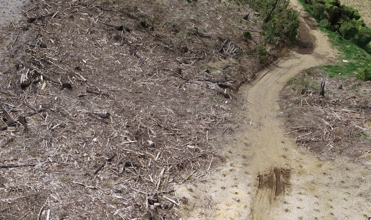 Close view of the Joe Gibbs Reserve drone 3D model: felled pine slash with individual branches and stumps beside a dirt track with tyre ruts