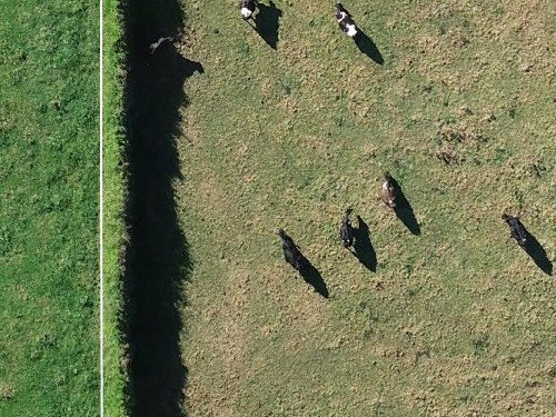 Detail of a 3 cm drone orthomosaic: cattle and their shadows in a paddock beside a fence line, seen from directly above