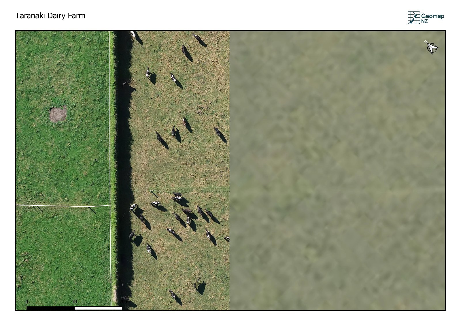 Taranaki drone orthomosaic split view showing individual cows, fence posts and a hedge on the left and the same ground as a green blur in satellite imagery on the right.