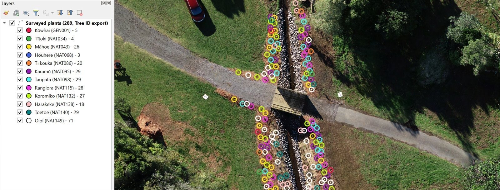 GIS screenshot of a Taranaki drone orthomosaic showing 289 surveyed native plants in 13 species, colour-coded by species