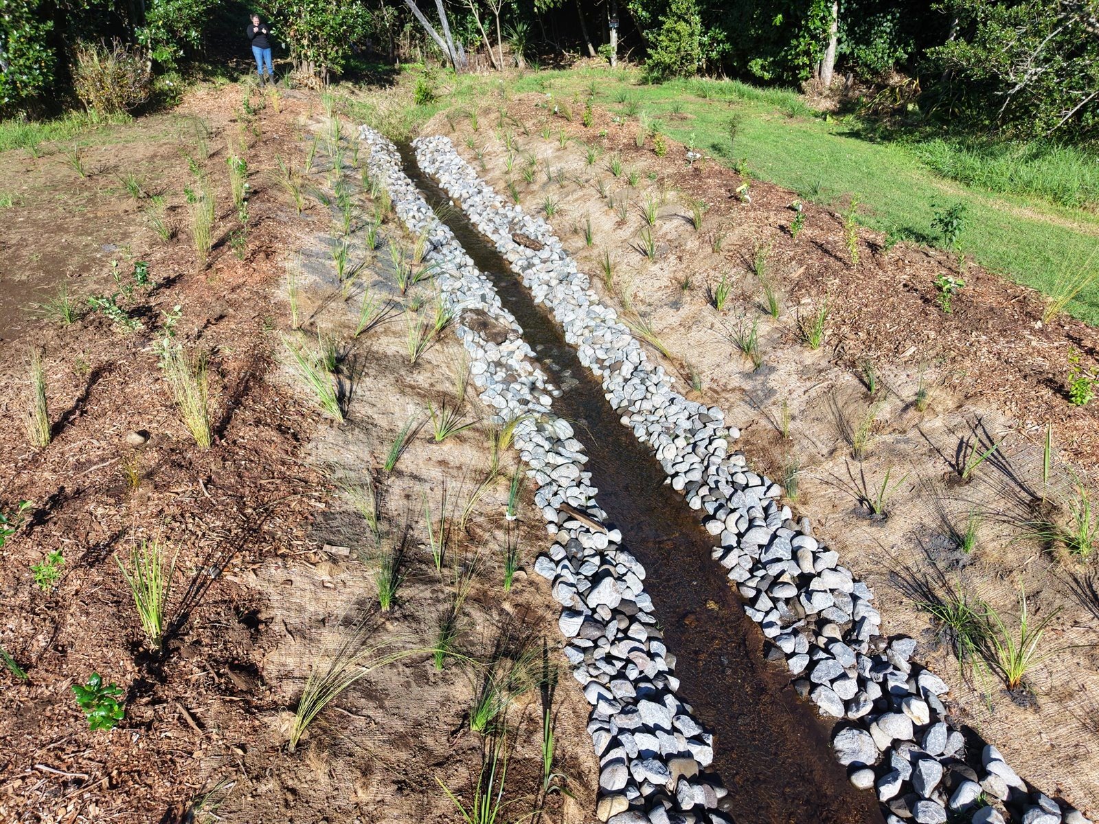 Overhead drone view of a freshly planted riparian strip along a rock-lined stream, with young native plants in mulch on both banks